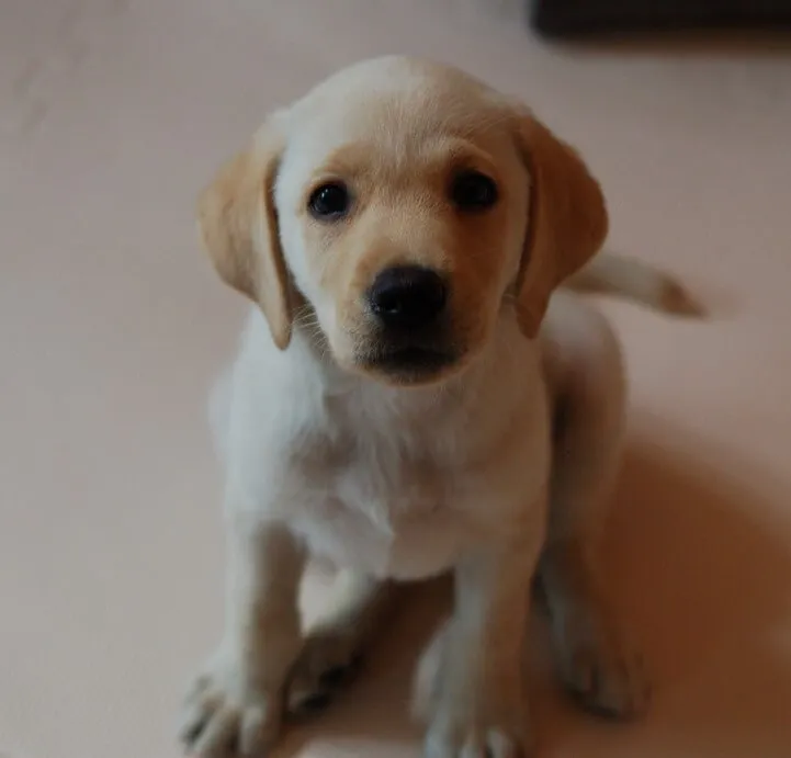 パピーウォーカーのとき預かった子犬