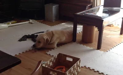 散歩に満足している様子の11歳のころの愛犬