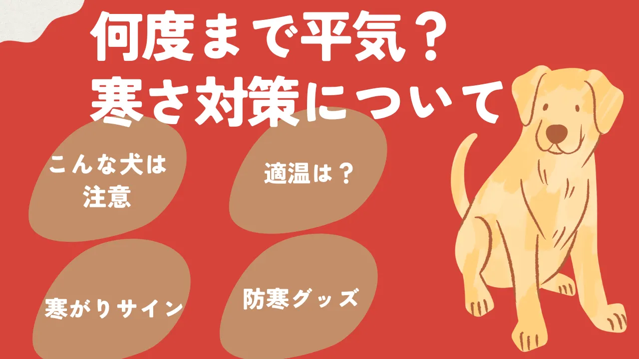 ゴールデンレトリバーは何度まで寒さに耐えられるかについて