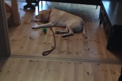 散歩を嫌がっている愛犬の様子