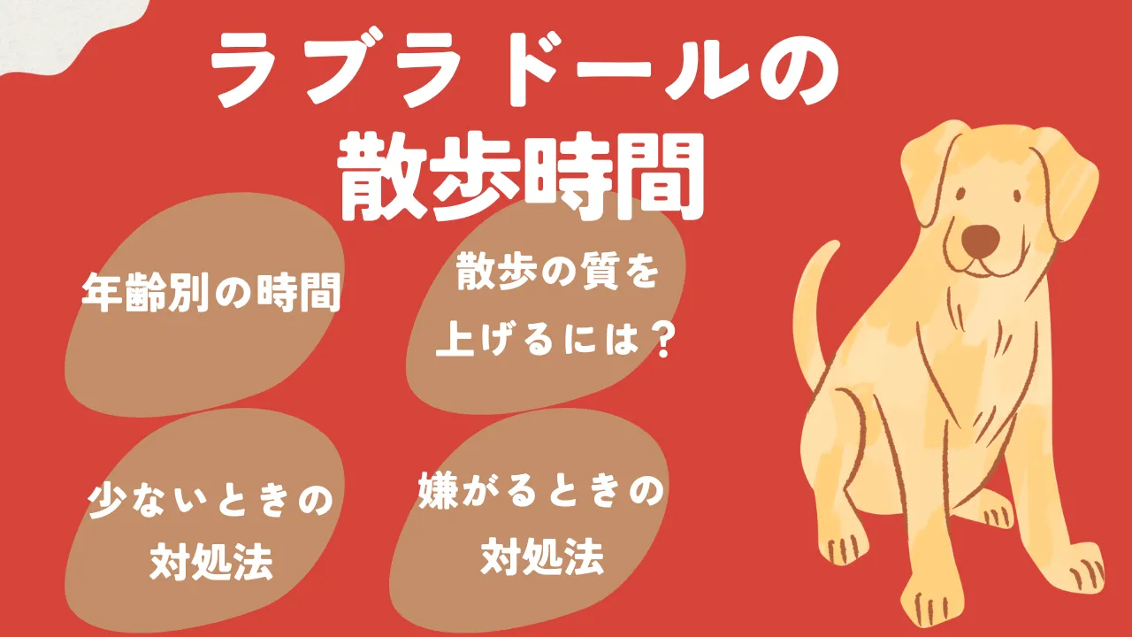 ラブラドールの散歩時間について