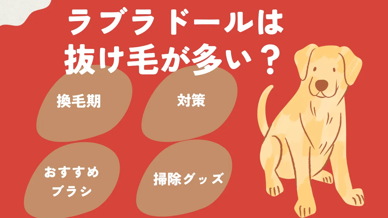 ラブラドールの抜け毛について