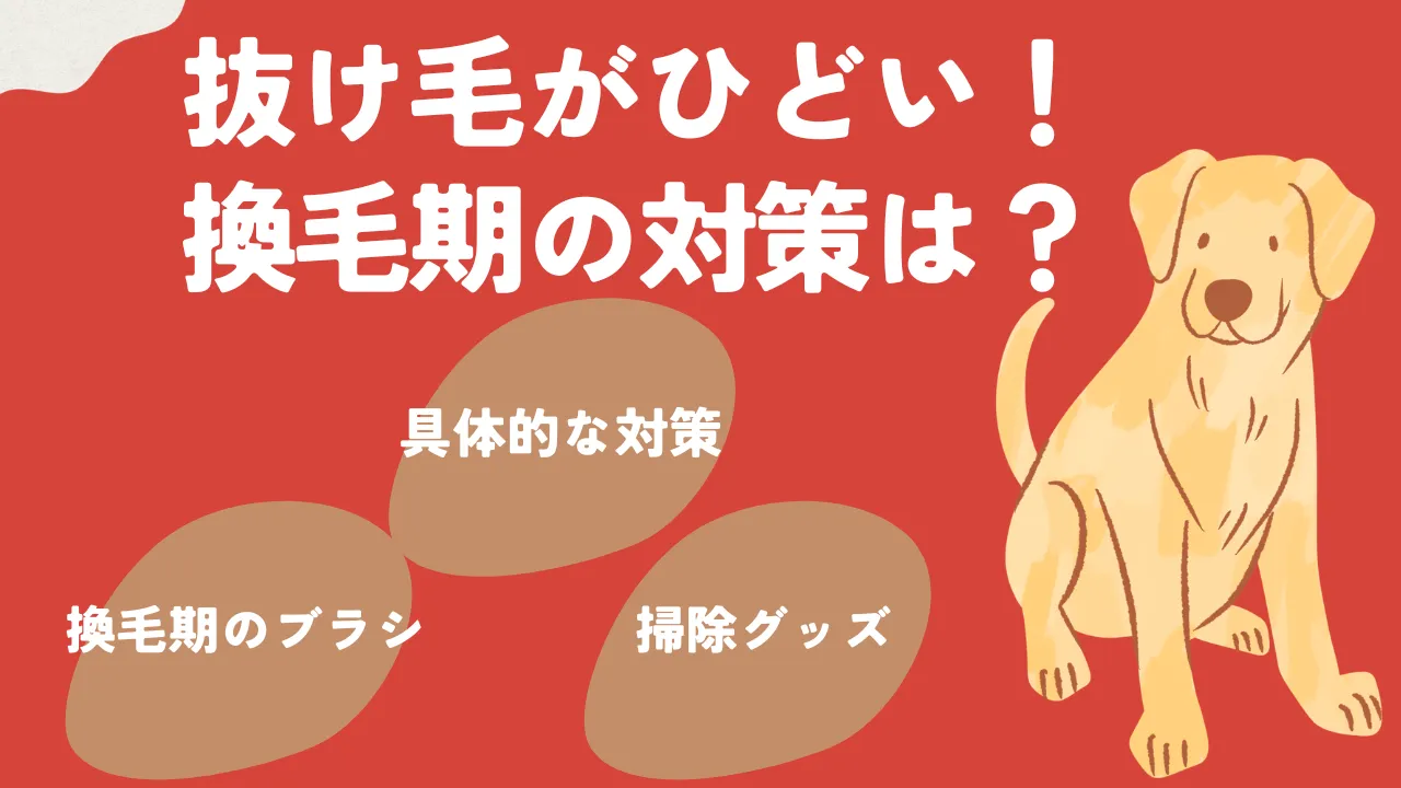 抜け毛がひどい換毛期のラブラドールについて