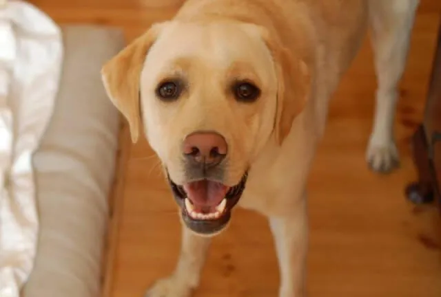 キャリアチェンジして帰ってきた犬