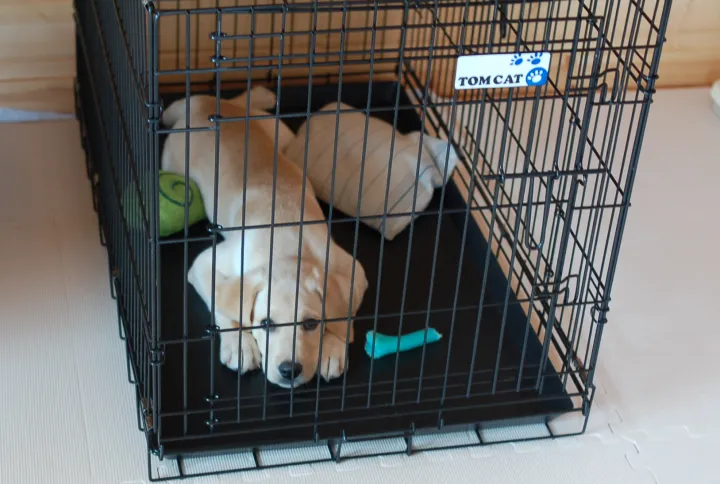 大型犬の子犬が入っているケージ