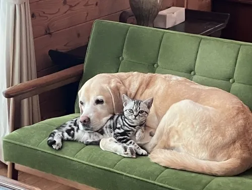 猫と仲良く眠るラブラドール