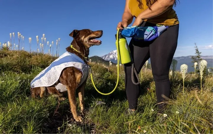 冷却ベストを着た大型犬