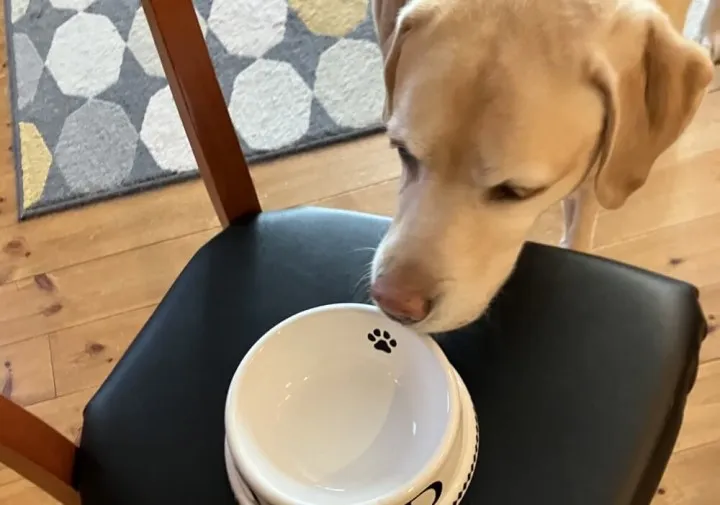 大型犬とフードボウル