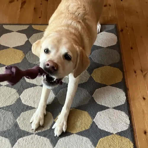 おもちゃで遊ぶ犬